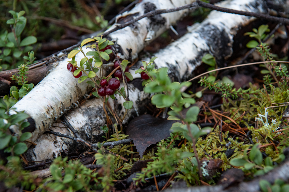 Autumn in the forest.