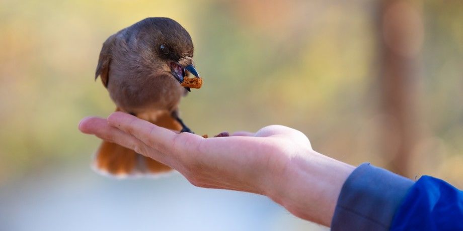 Pikkulintu syö ihmisen kädestä.