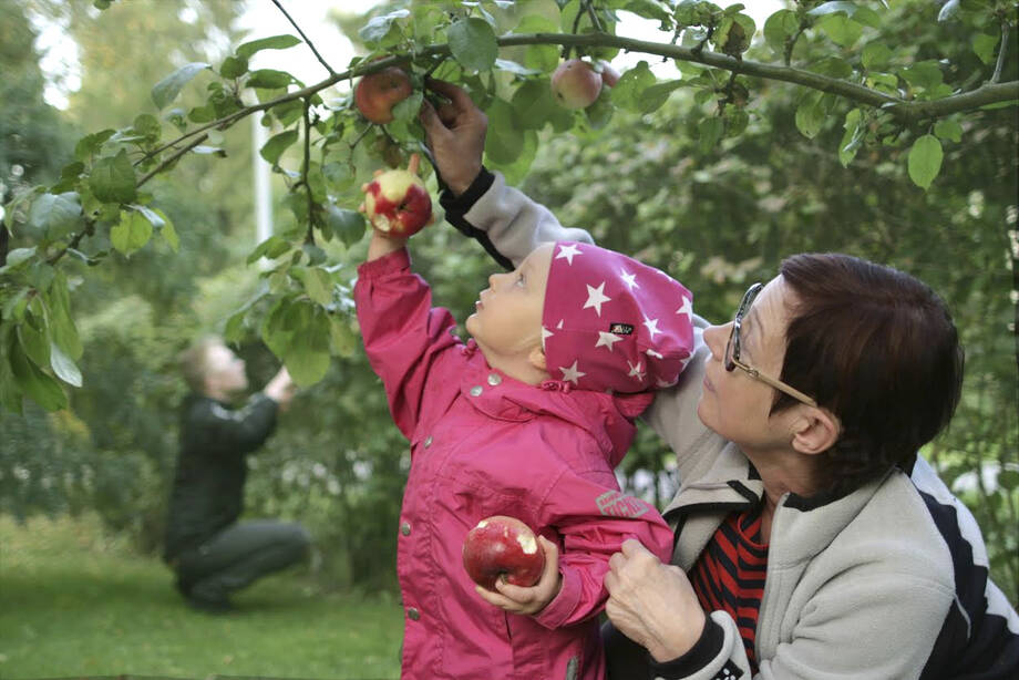 Isovanhempi ja lapsi poimivat omenoita puusta.