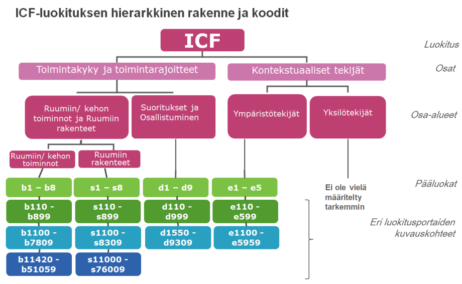 ICF-luokituksen hierarkinen rakenne ja koodit.