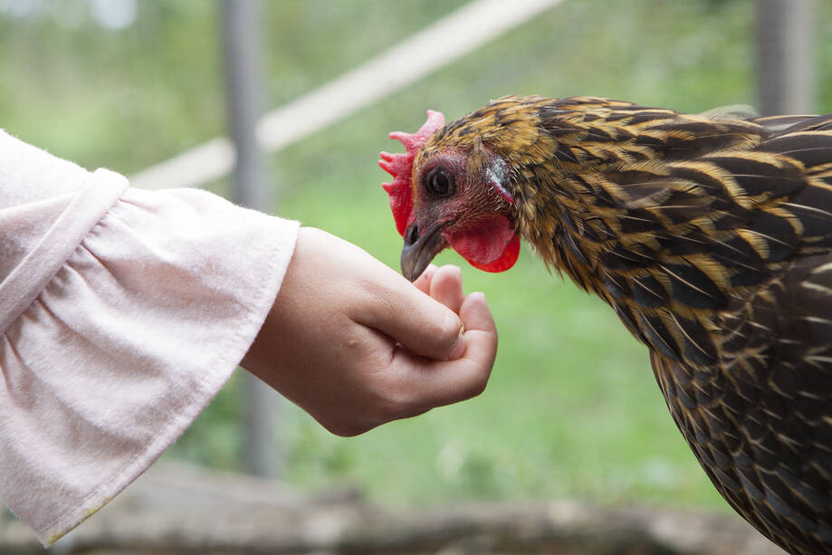 Ihmisen käsi ojentaa ruokaa kanalle.