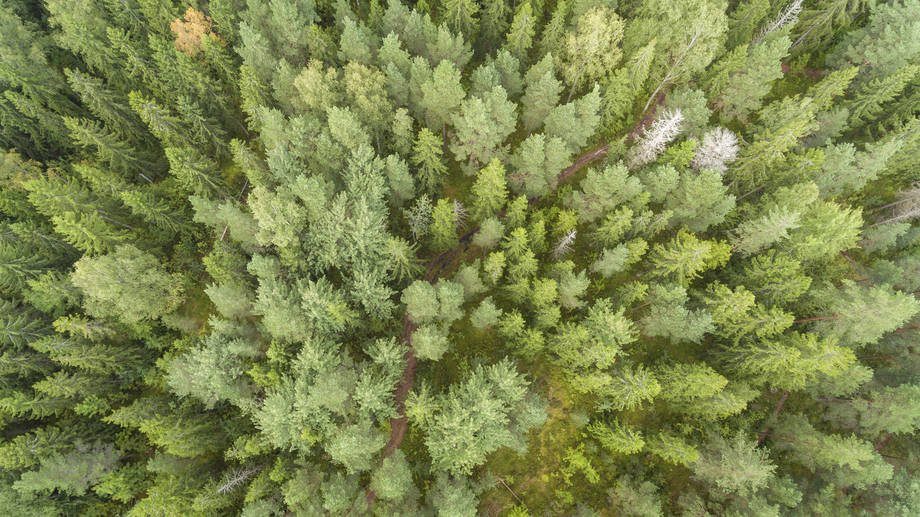Ilmakuva havumetsästä