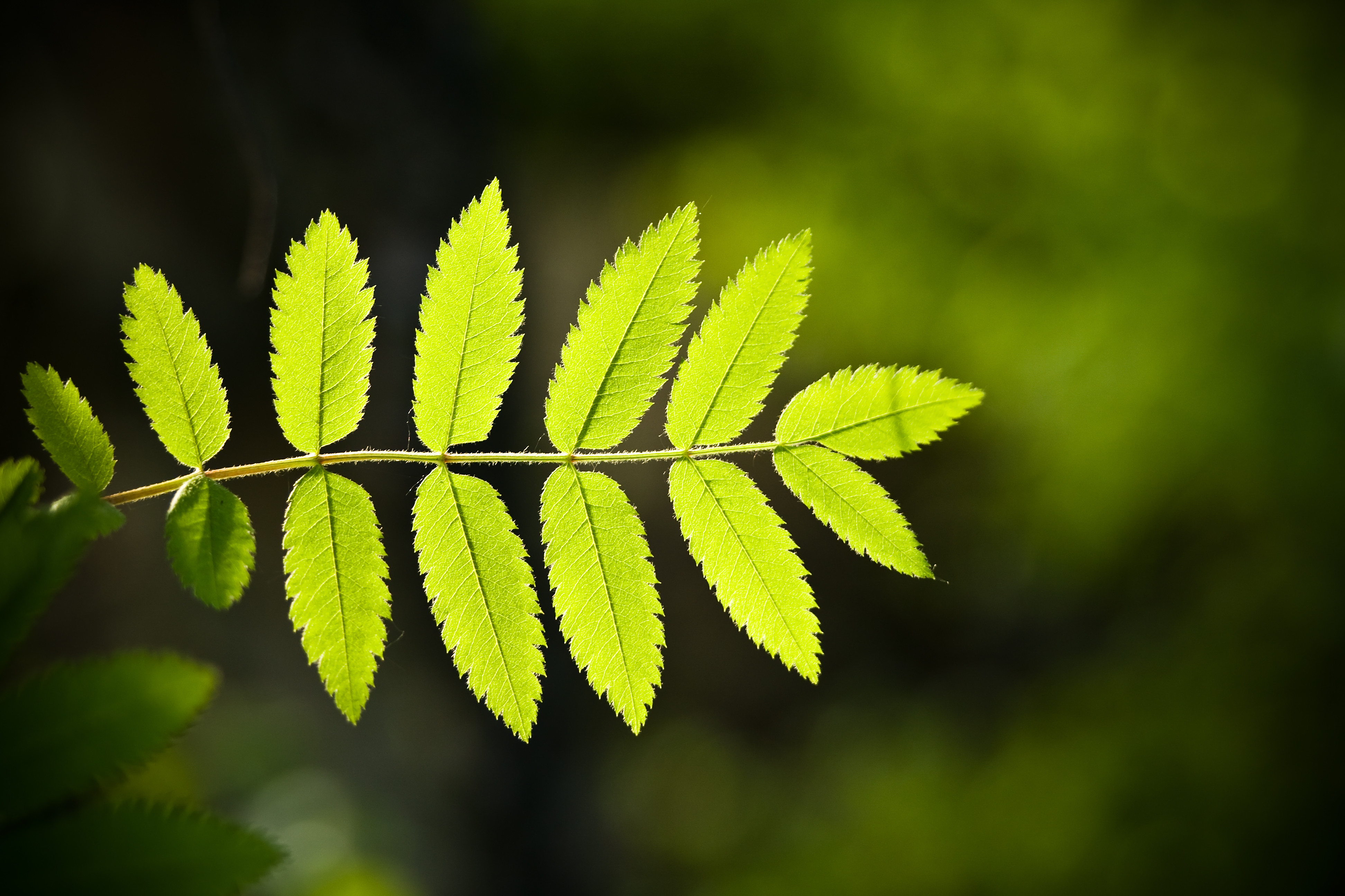 In the picture there is a branch of a tree