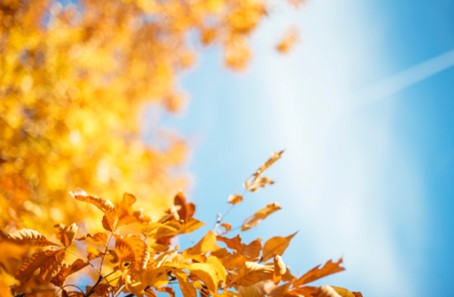 Syksyn lehtiä sinsistä taivasta vasten.