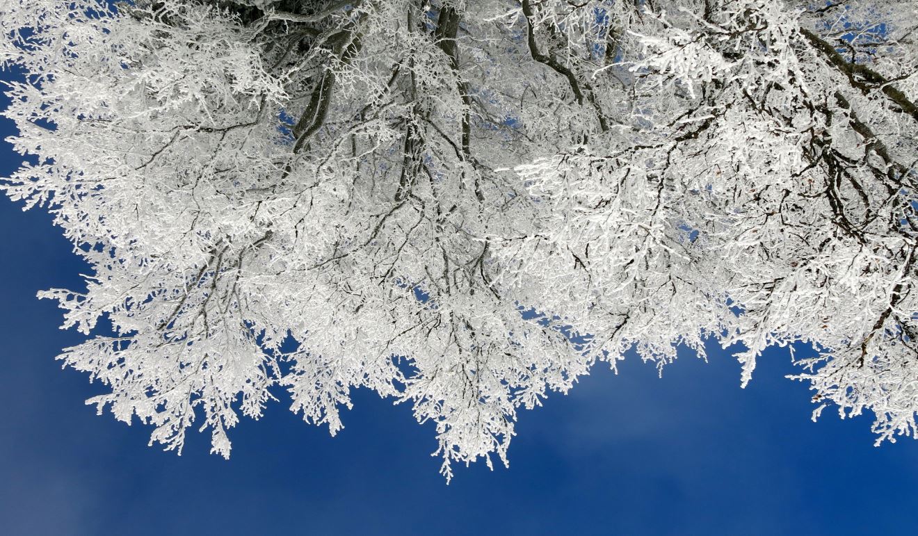 Sininen taivas ja kuurasta valkeat puun oksat.