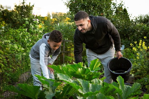 Mies ja poika siirtolapuutarhassa poimimassa vihanneksia