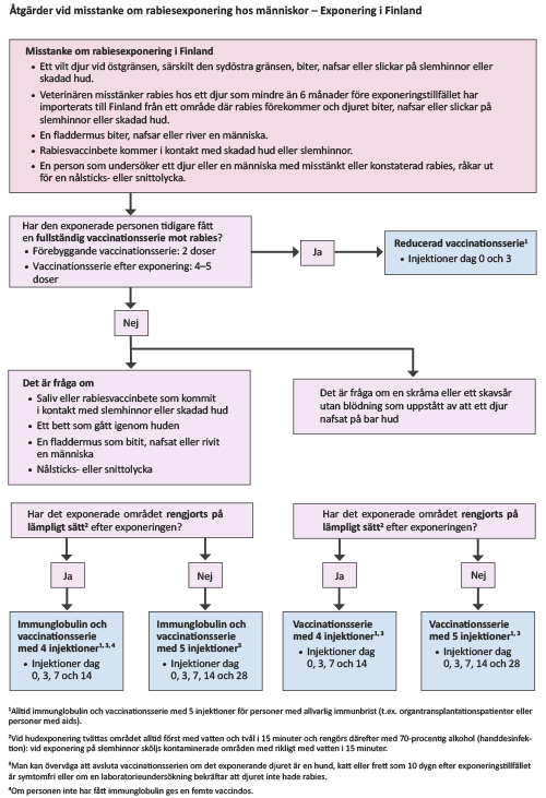Åtgärder vid misstanke om rabiesexponering hos människor – Exponering i Finland.