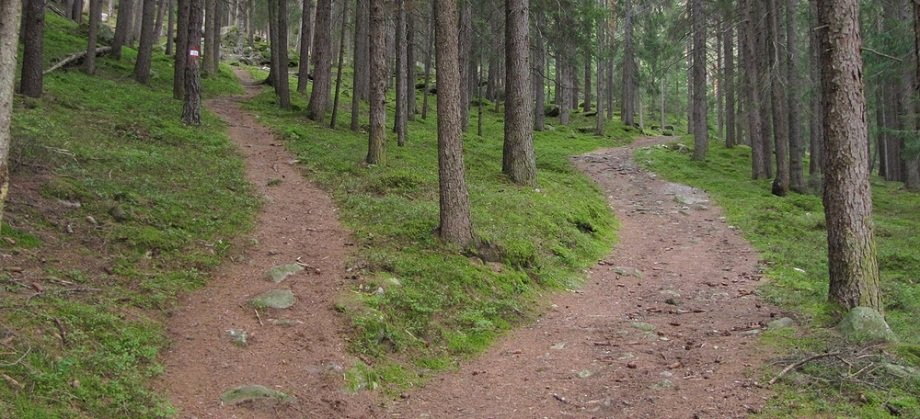 Kaksi erkanevaa polkua metsässä.