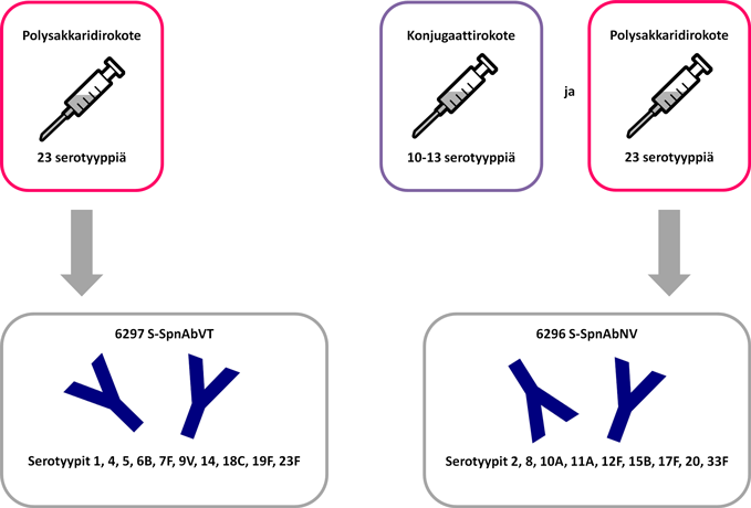 Infograafi polysakkaridi- ja konjugaattirokotteista