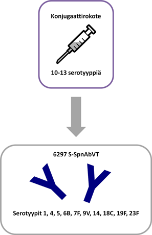 Infograafi konjugaattirokotteesta