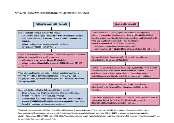 Tiedonkulku ihmisen rabiesaltistusepäilyssä ja eläimen rabiesepäilyssä.