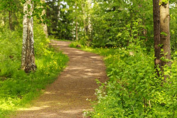 Path in the forest.