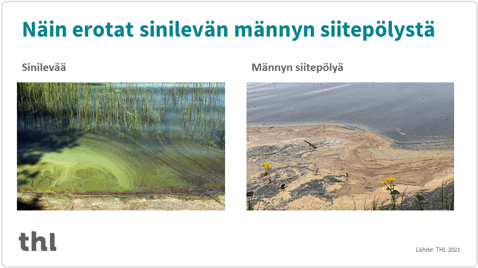 Infograafi, jossa on valokuvat sinilevän ja männyn siitepölyn tunnistamiseksi toisistaan.