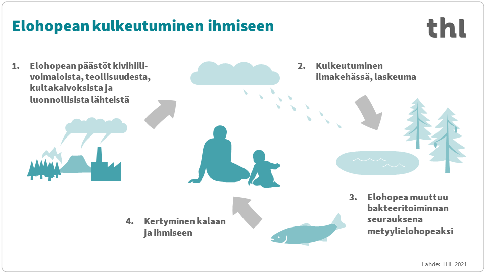 Infograafi, jonka sisältö on kerrottu tekstissä.