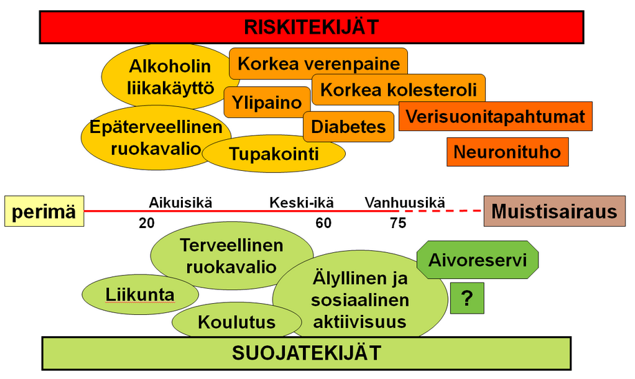 Muistisairauksien riskitekijöitä ovat esimerkiksi alkoholin liikakäyttö ja ylipaino.