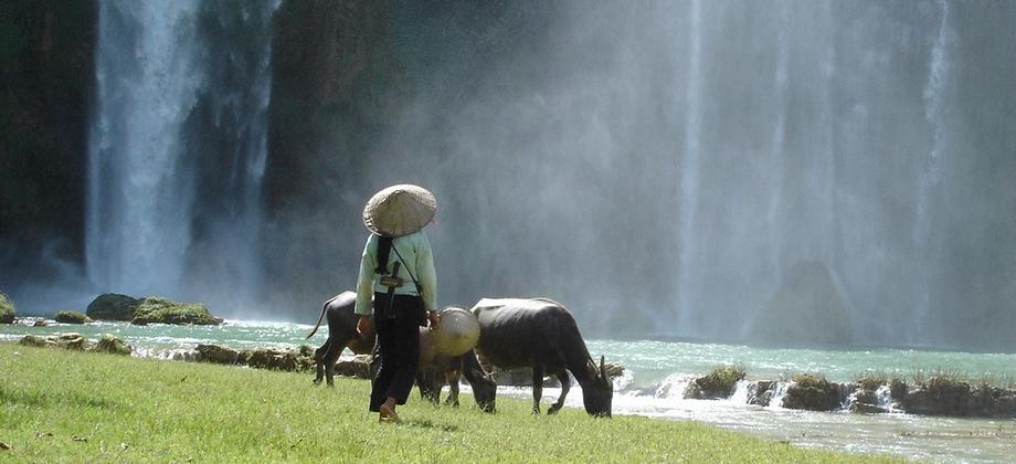 water buffalos in Vietnam