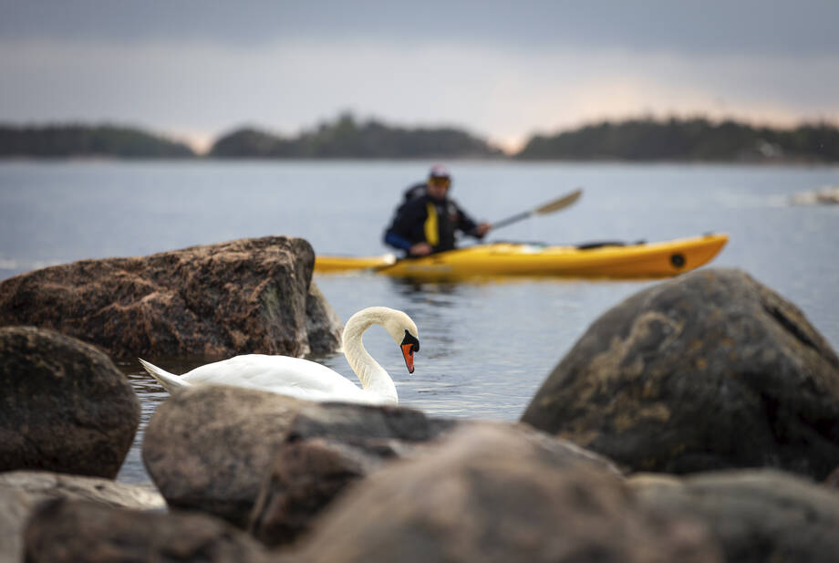Joutsen kivien lomassa rannalla ja taustalla meloja keltaisessa kajakissa merellä. Kuva heijastaa luontoympäristön ja ihmistoiminnan rinnakkaiseloa.
